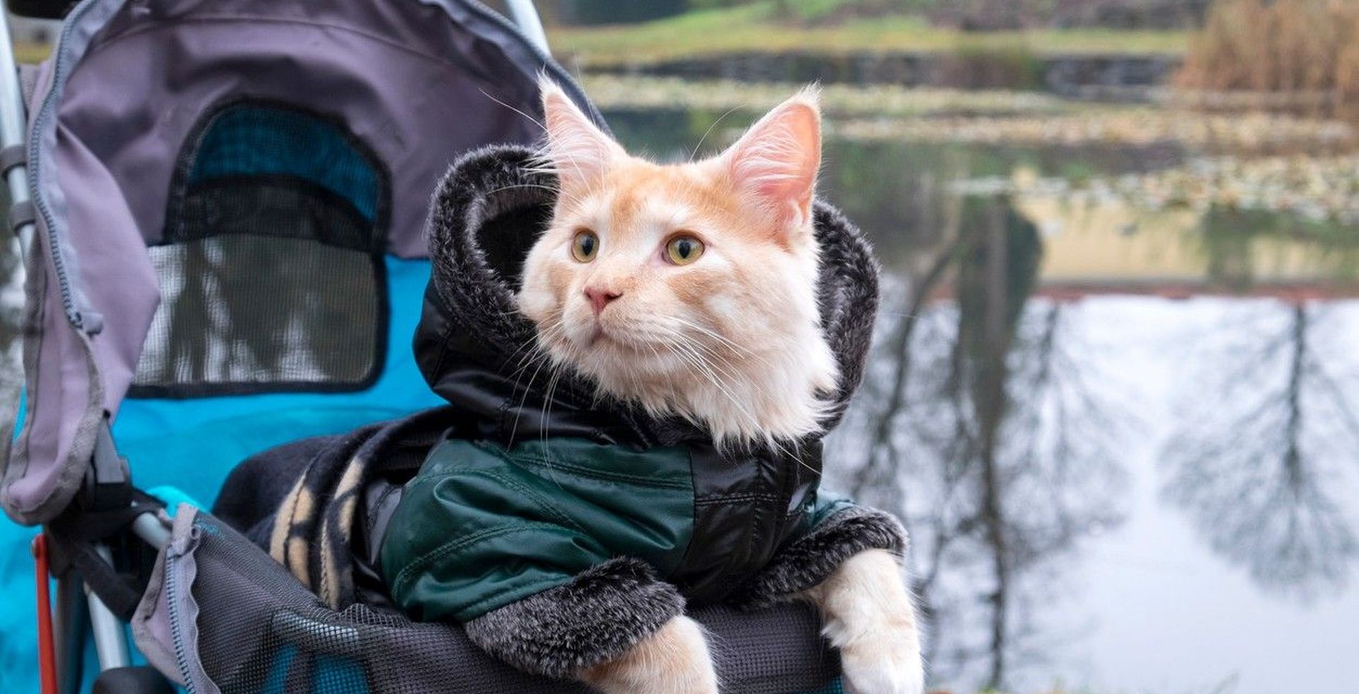 A cat in a coat sitting in a pet stroller