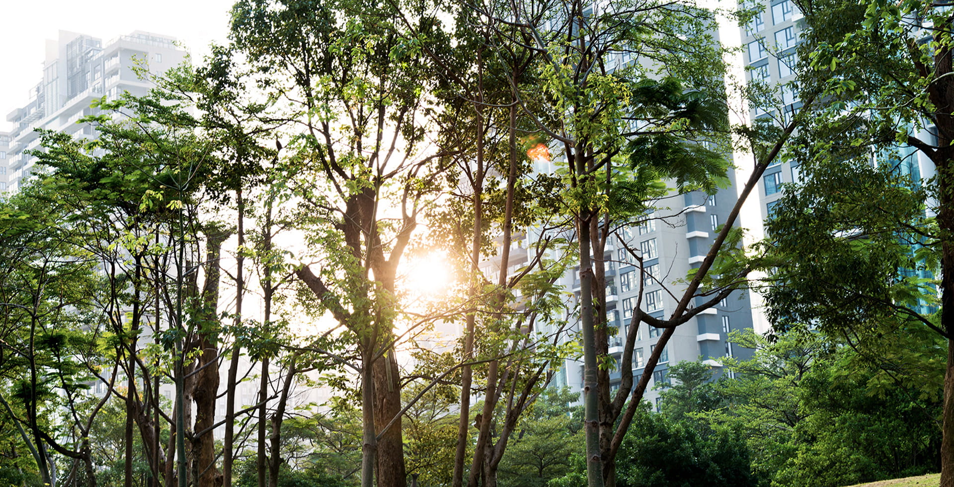 The sun shining through the trees between the houses