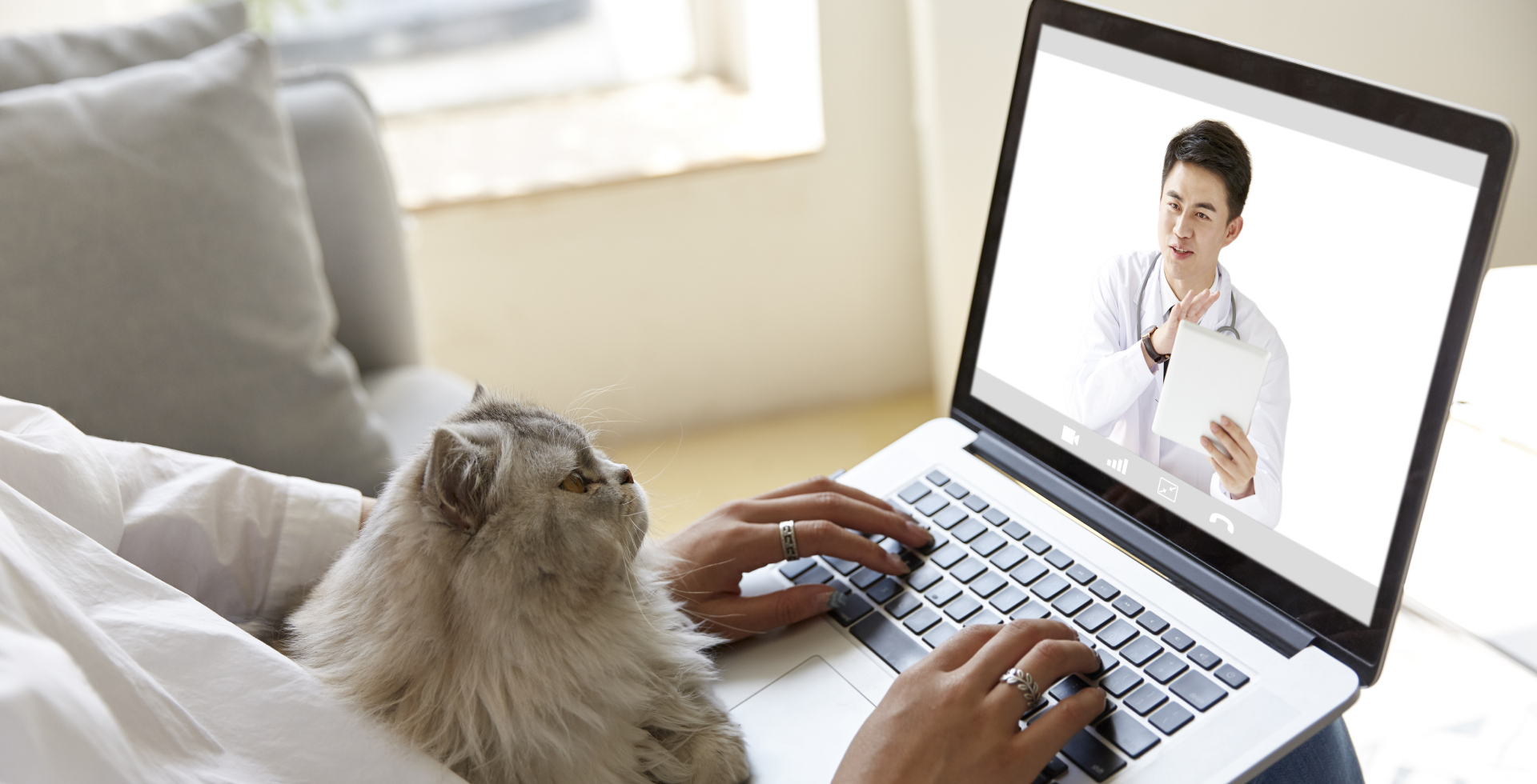 Female hands on a laptop with a persina cat looking at the screen.