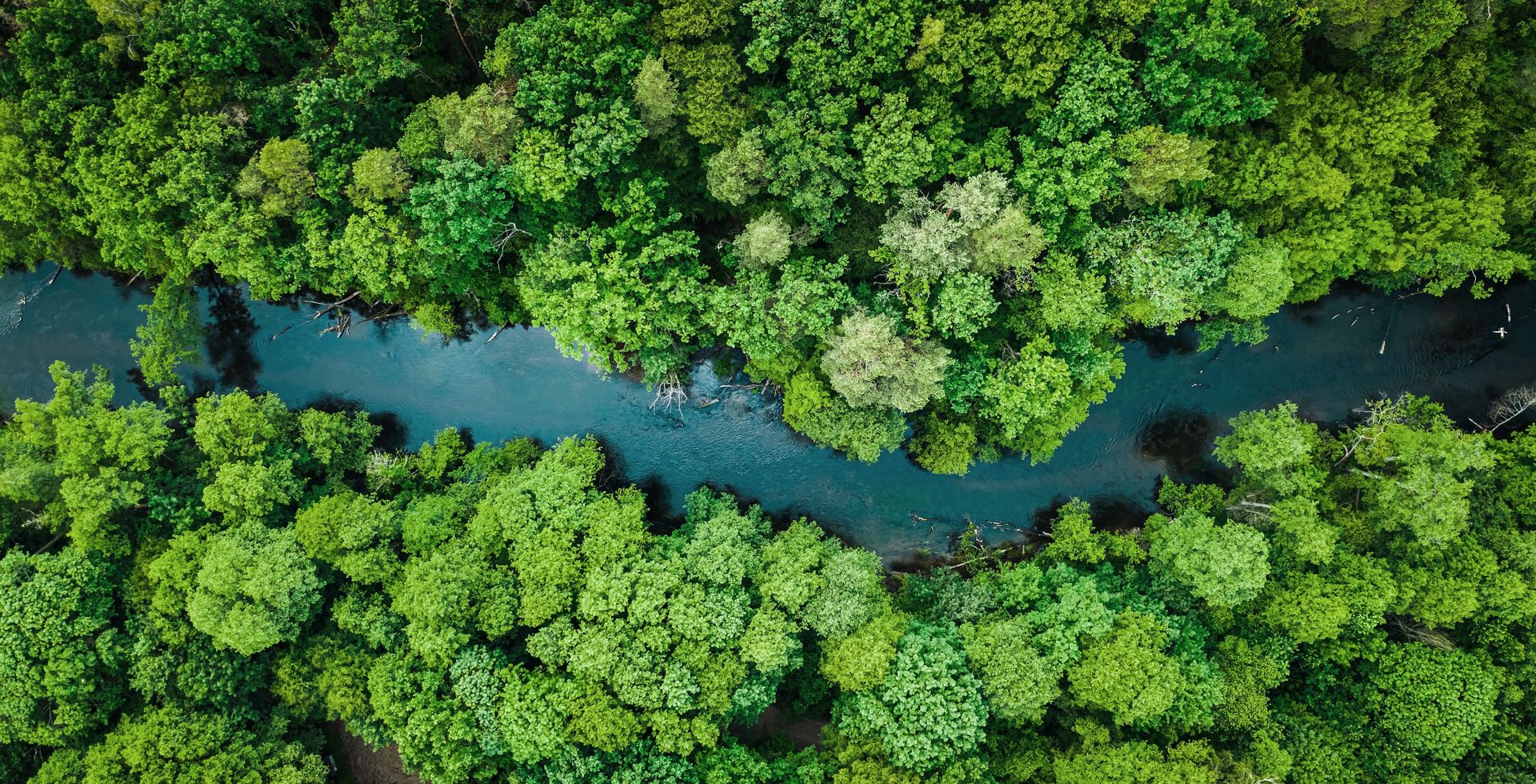 Aerial view of trees with a river running though them