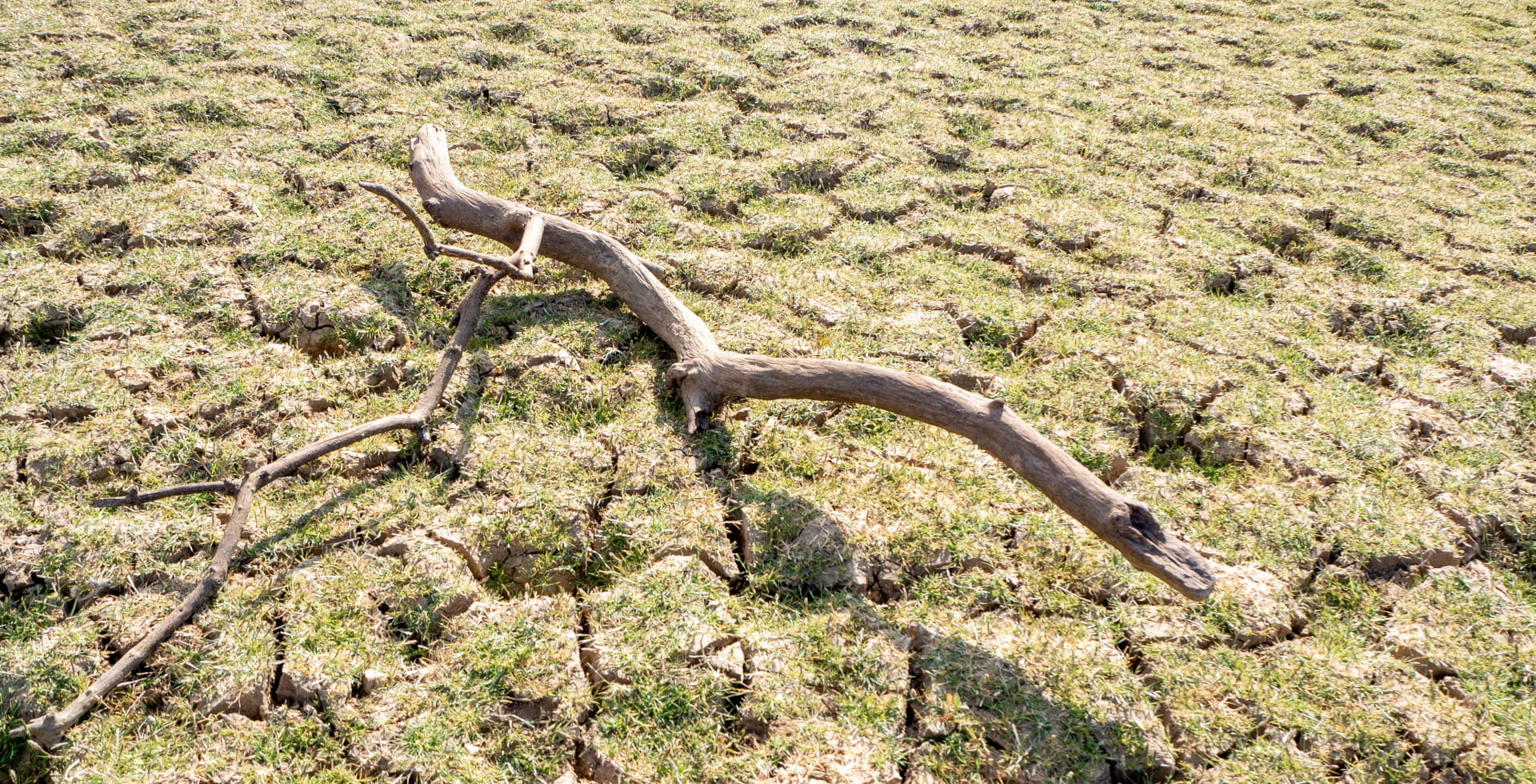 Withered branch on dried-up soil - Groundwater issues: hiding in plain sight