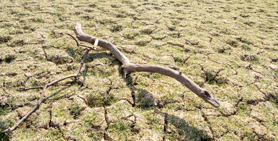 Withered branch on dried-up soil - Groundwater issues: hiding in plain sight