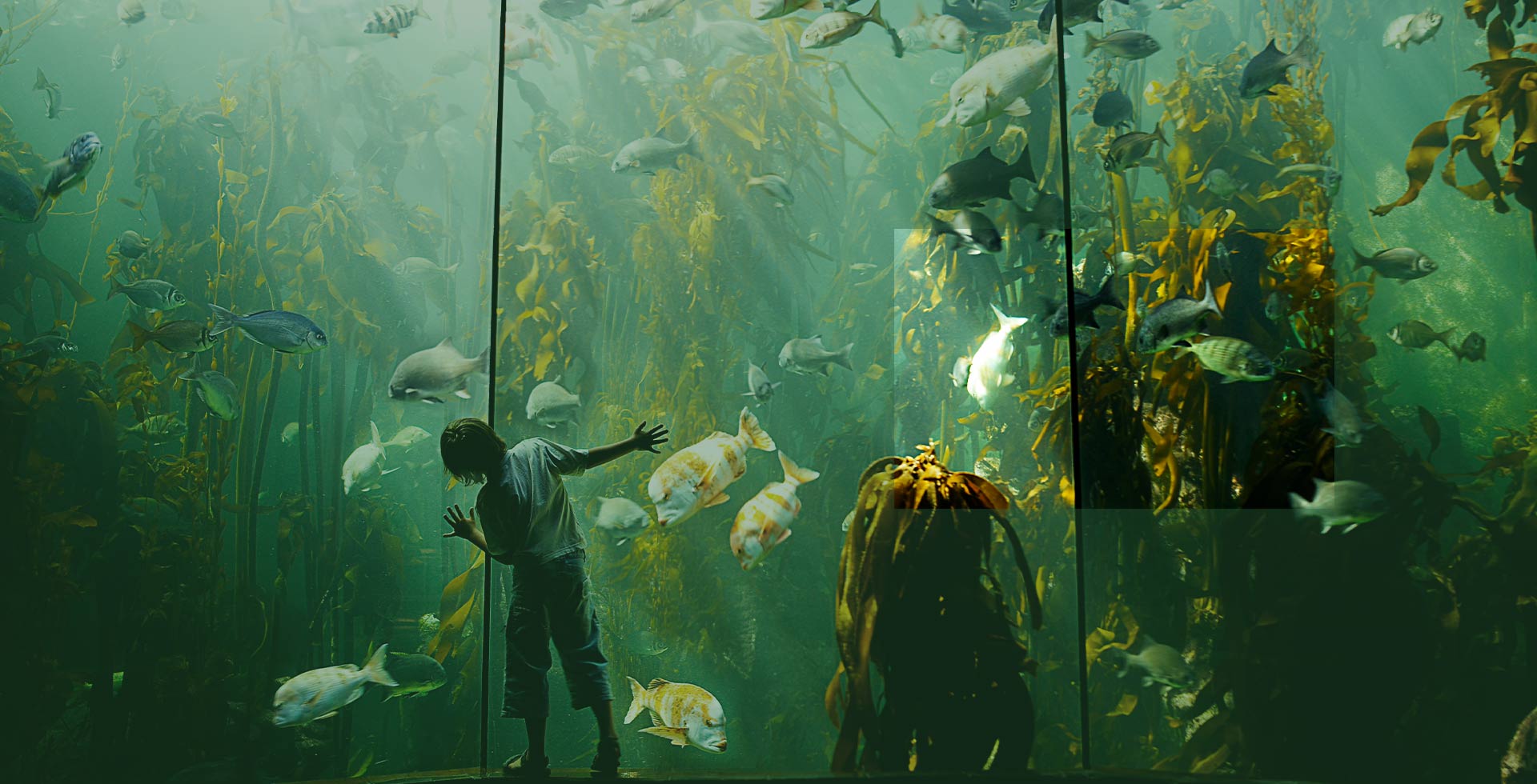 Landbased aquaculture brings investment opportunities Allianz Global Investors