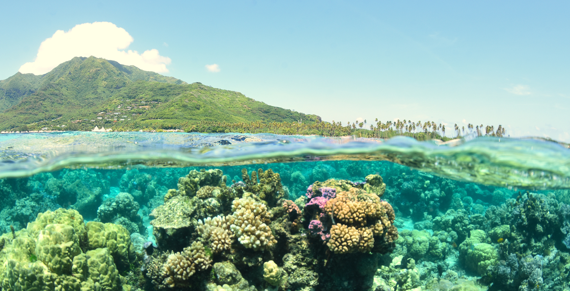 Green hill shown above land with water line visible and coral life shown underneath the water on a  bright day – COP 27 preview regaining momentum