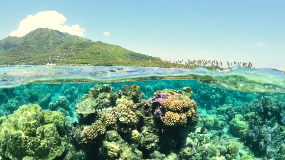 Green hill shown above land with water line visible and coral life shown underneath the water on a  bright day – COP 27 preview regaining momentum