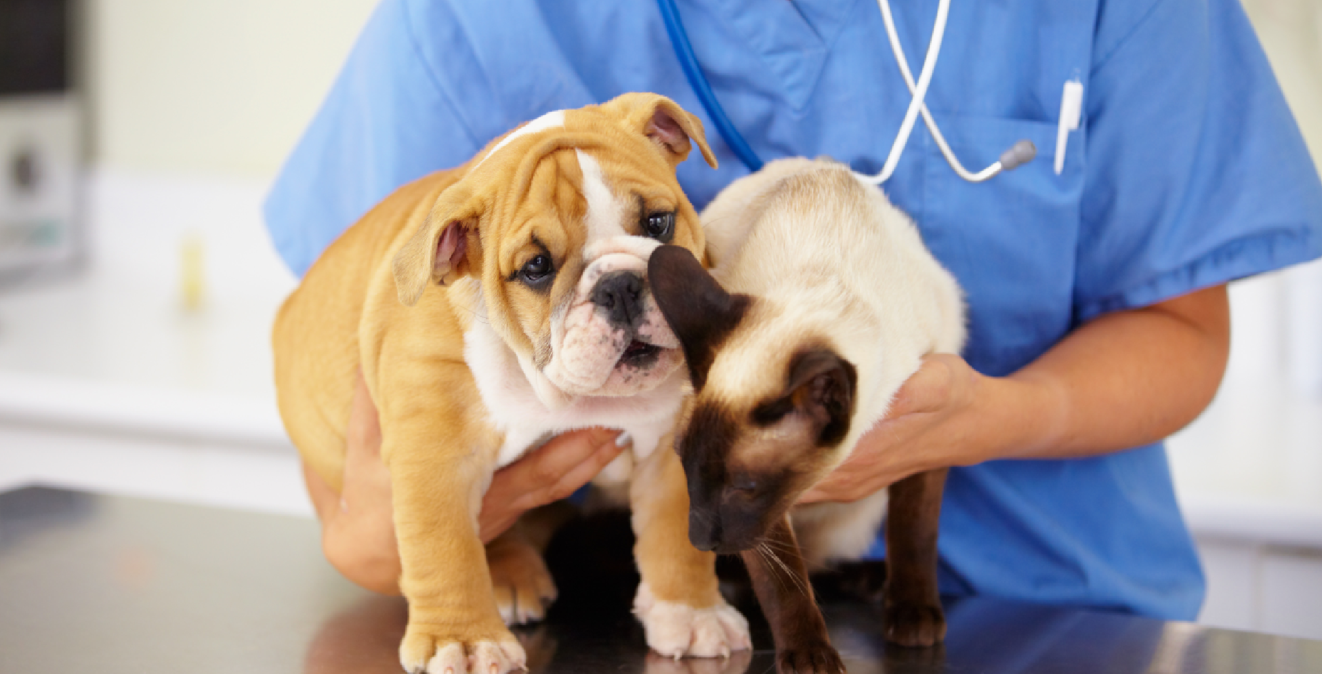 A Bulldog and a Siamese on a treatment table with a blue veterinary surgical glow in the background.