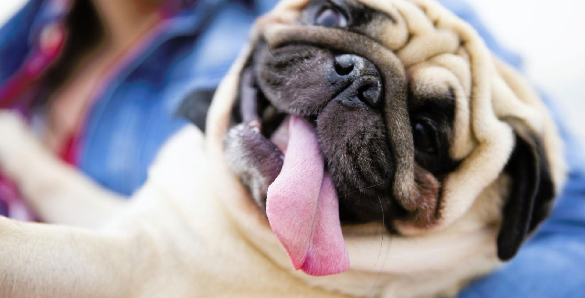 A pug with with his tongue hanging out and a blurred veterinary gown in the background