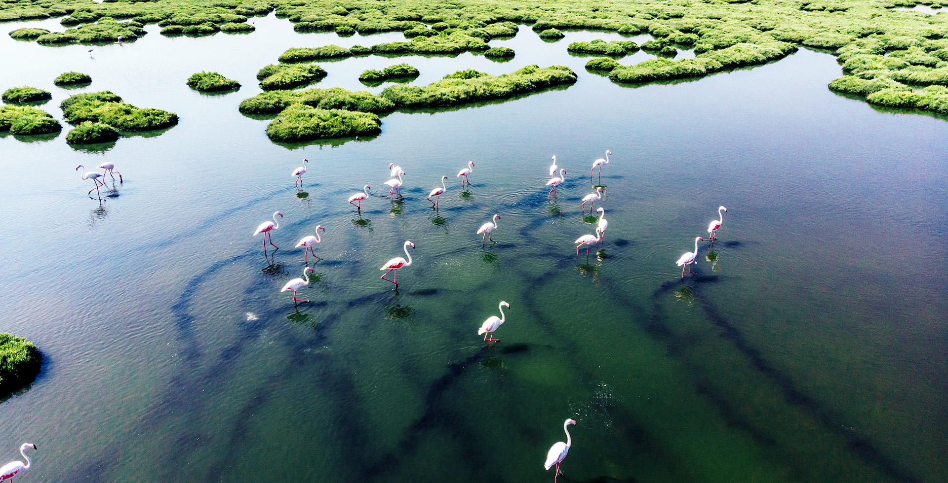 Image of flamingos standing in open water