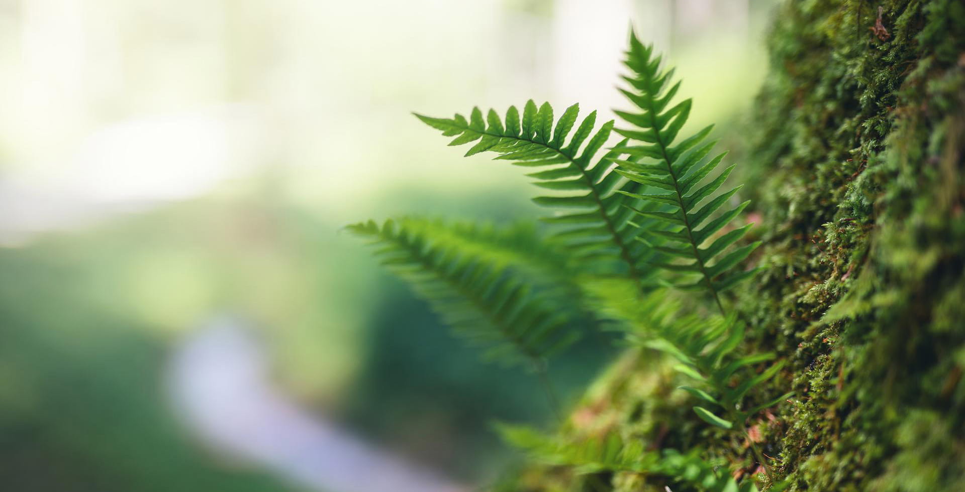 grass in the forest