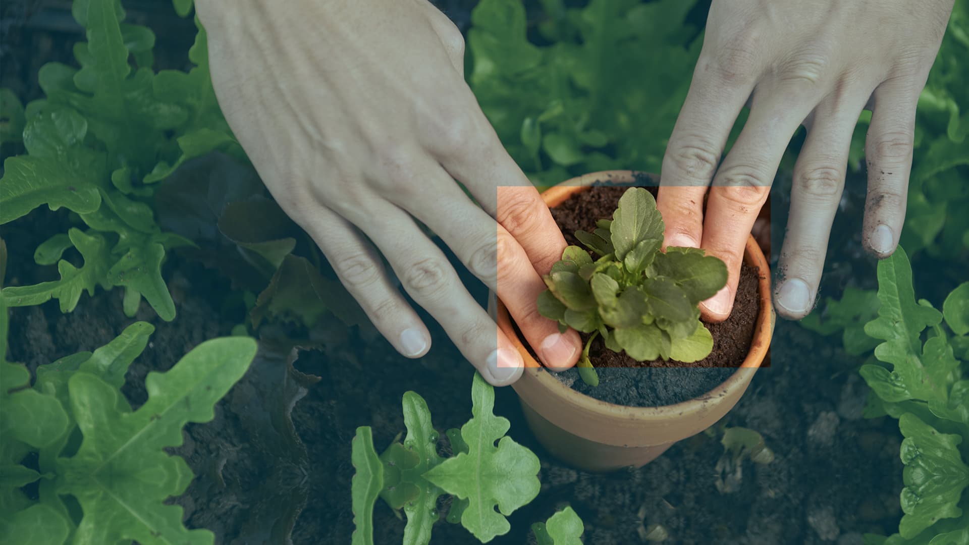 Hands planting a seedling in a pot