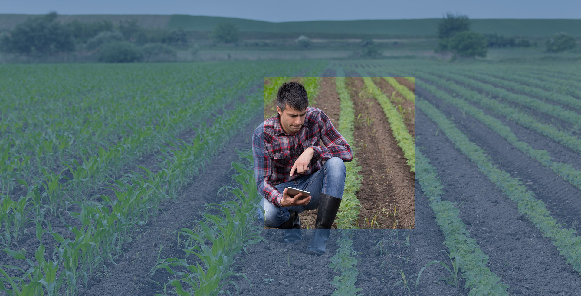 Farmer looking at seedlings with tablet in hand